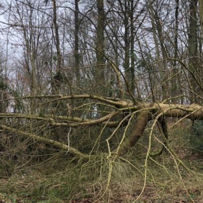 tête d'un arbre casse lors d'une tempete