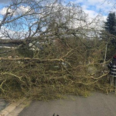 arbre déraciné lors d'une tempête 